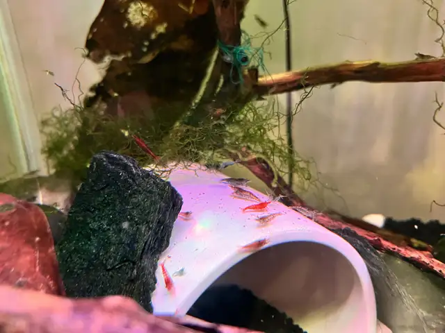 Ornamental shrimps in Fish for Rehoming in Lethbridge - Image 2