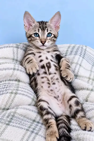 Registered Savannah Kittens, Rare Colors, View more