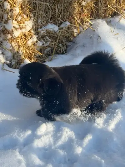 Shih Tzu puppies, View more