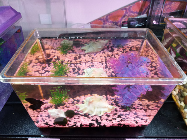 Pink Black decorated Betta Fish Tank *SALE! in Accessories in Mississauga / Peel Region - Image 2