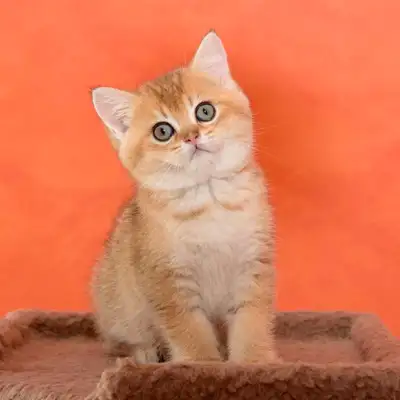 British Golden Chinchilla et scottish black golden tabby classiq, View more