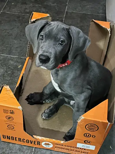 Great Dane Puppies- Ready to Go, View more