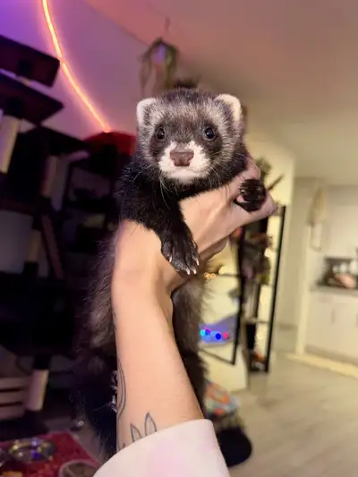 Needing to rehome this little guy. His name is Goose & he is just about to be 5 months old. Born Aug...