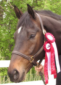 Horse Lease - Beautiful Bold Brave Champion