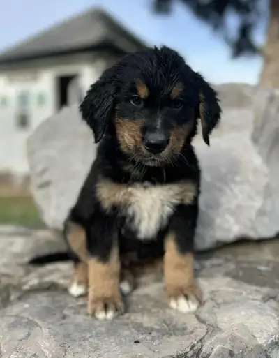 Bernese Mountain Dog mixed Golden Retriever 289-271-9313, View more