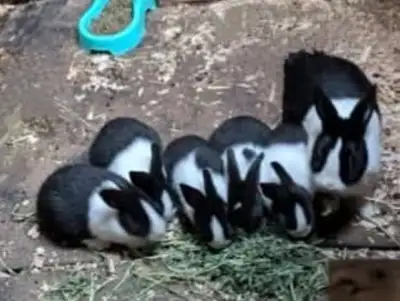 DUTCH BUNNIES, View more