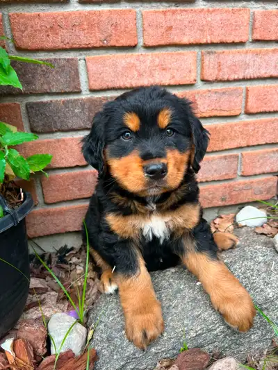 Golden Retriver mixed Bernese Mountain puppies, View more