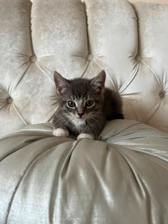 FIFI et FOUFOU 2 magnifiques chatons tigrés in Cats & Kittens for Rehoming in Laval / North Shore - Image 11