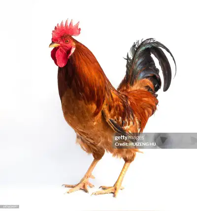 ROOSTERS FOR SALE ASAP, View more