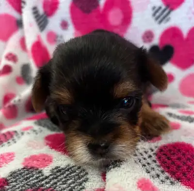 Beautiful Tiny Yorkie M & F Puppies ready to go May 9 , View more