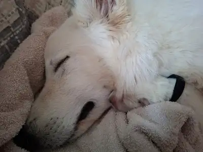 White Swiss Shepherd (Berger Blanc Suisse) puppies, View more