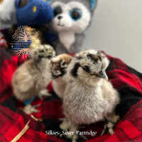 SOLD Silkies 3 days old vaccinated