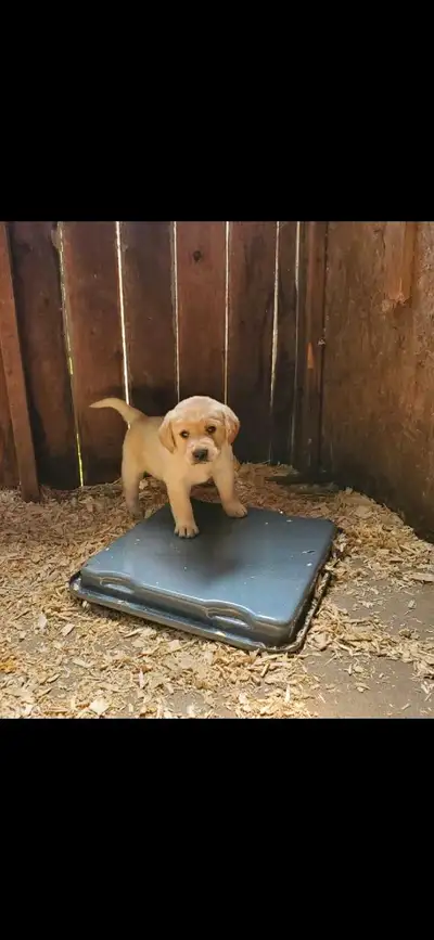 450 754-4820 450 750-5173 Bébé Labrador pure race a vendre Née le 15 mai 2025 seront vacciner et ver...