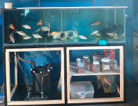 Fish Aquarium and FX6 filter pot with stand