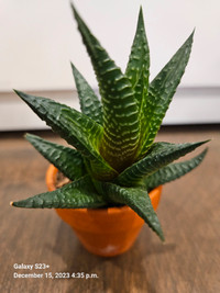 Mini succulent with care tag