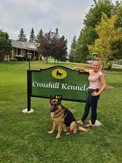 World class German shepherd pups and adults, View more