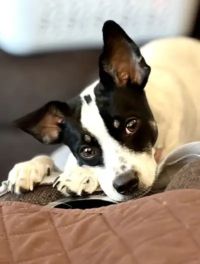 2 yr old Rat Terrier rescue named Jillibean, View more