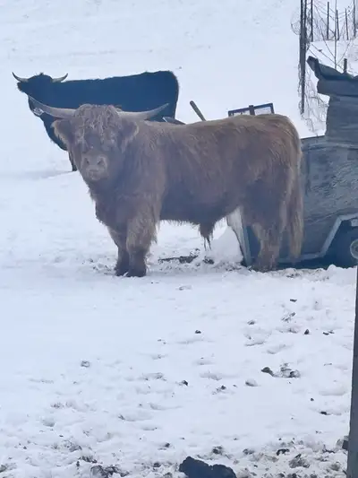 highlander cattle , View more