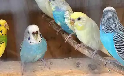 budgies for sale, View more