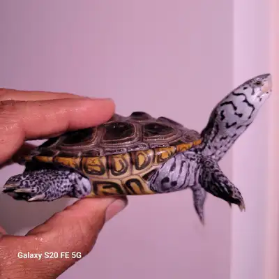 Diamondback terrapin, View more