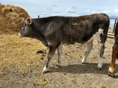 Brown Swiss/Jersey Steer Calf, View more