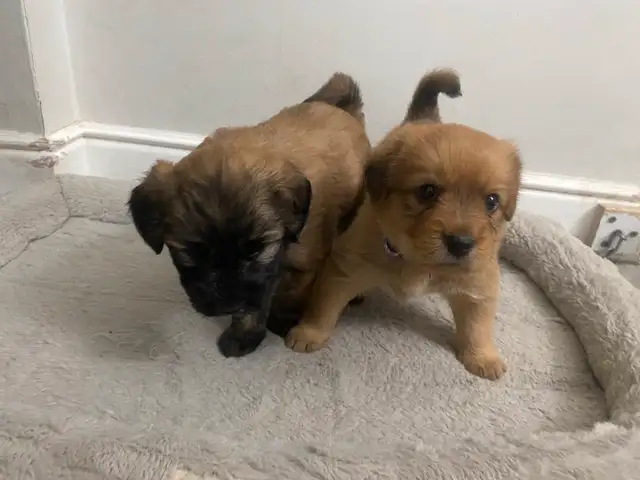 puppies looking forever home in Dogs & Puppies for Rehoming in Mississauga / Peel Region - Image 10