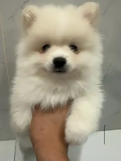 Hi we have 2 beautiful full breed male Pomeranian puppies looking for forever homes! Mom and dad are...