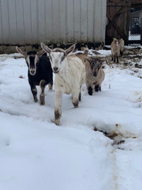 Male Alpine Goats 