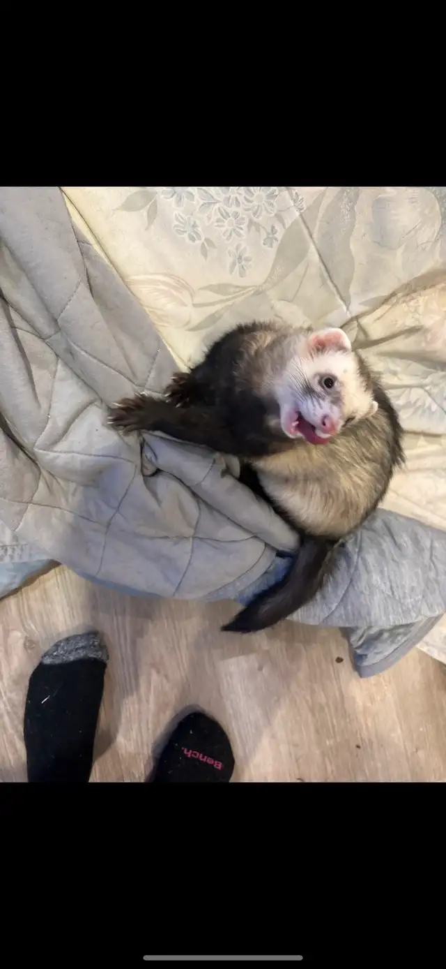 Male Ferret in Small Animals for Rehoming in Markham / York Region - Image 3