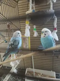 Two budgies with a large beautiful cage and accessories