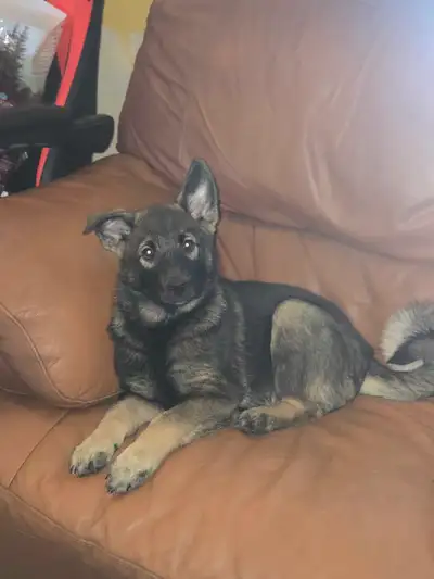 Gorgeous Male Norwegian Elkhound Pup, View more