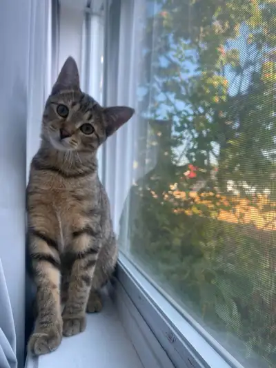  Cat for Sale – Loving Home Needed, View more