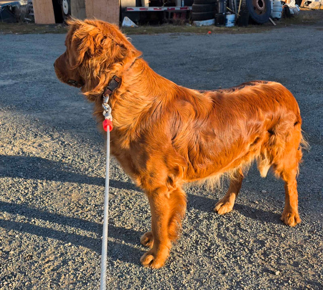 1 year Purebred Red Golden Retriever Intact Male (READ AD) in Dogs & Puppies for Rehoming in Kamloops - Image 3