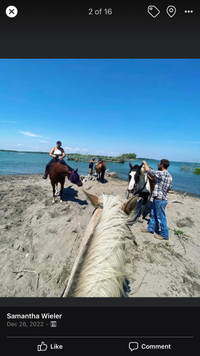 Outdoor Horse Boarding 