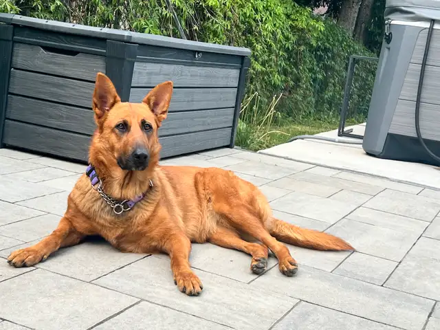 Looking For A Amazing Home For Ellie in Dogs & Puppies for Rehoming in Mississauga / Peel Region - Image 3