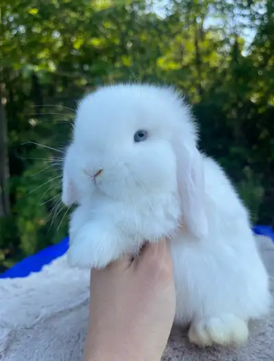 Bébé lapin bélier hollandais nain pure race mâle , View more
