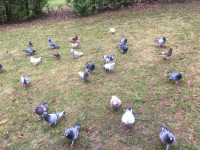 PIGEONS FOR SALE  $60 Pickering