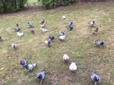 PIGEONS FOR SALE  $60 Pickering, View more
