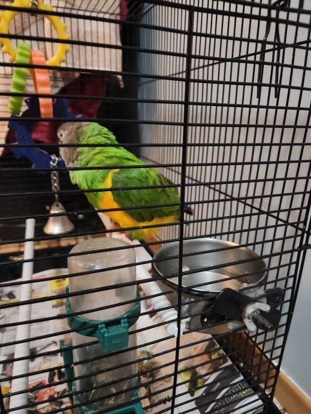 Senegal talking parrot in Birds for Rehoming in Strathcona County - Image 2