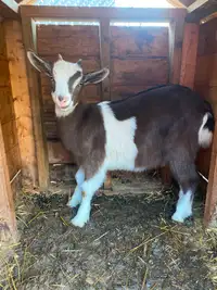 Goat Doeling
