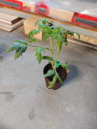 Plant de tomate 'Mountain Princess' 
