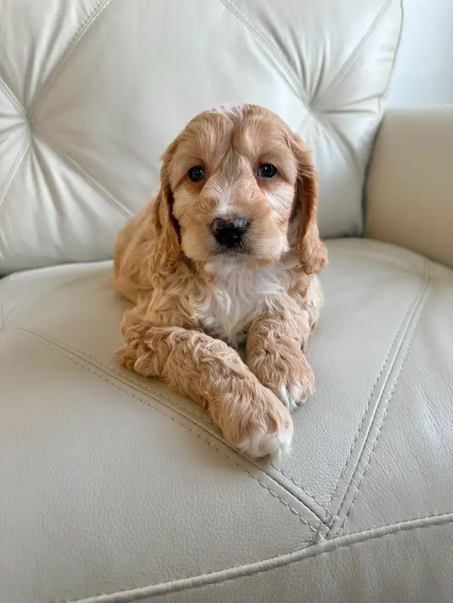 Miniature Cockapoo Puppies | Dogs & Puppies for Rehoming | City of ...