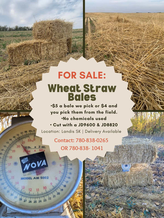 For sale square wheat straw bales in Livestock in Saskatoon