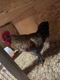 Silver sasso rooster