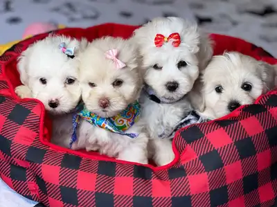 Raised within a family environment, this gorgeous litter of bichon poodle puppies will take your bre...