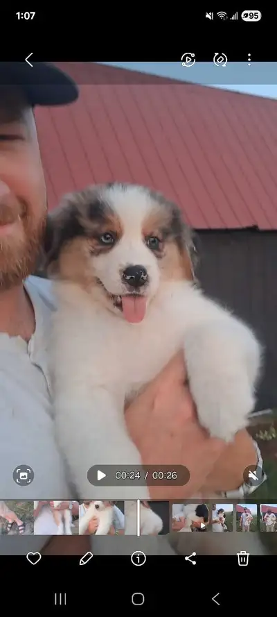 Australian Shepherd/bernese mountain puppies X, View more