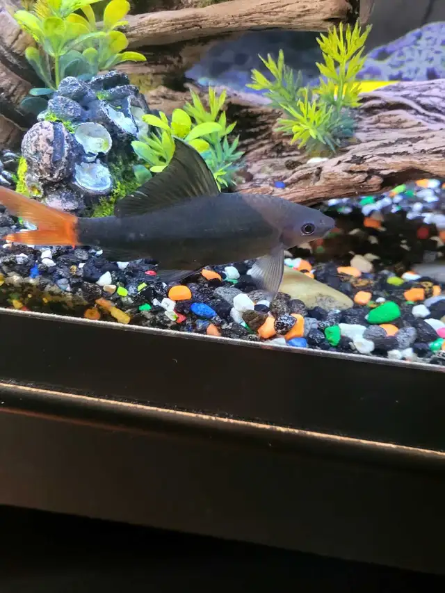 aquarium with stand in Fish for Rehoming in Lethbridge - Image 3