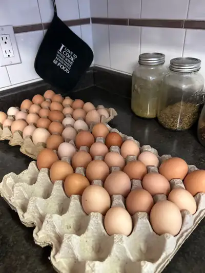 fresh farm eggs free range chickens, View more