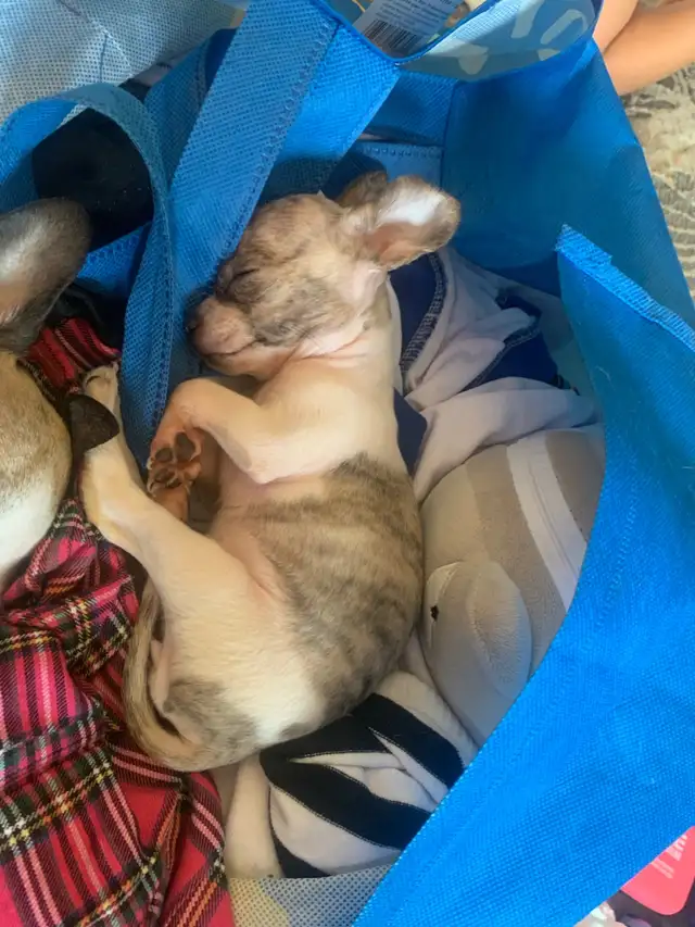 rare brindle pattern pure bred female chihuahua for sale in Dogs & Puppies for Rehoming in City of Toronto - Image 4