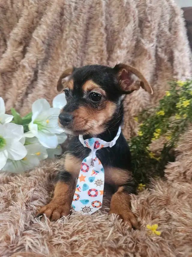 Magnifique chihuahua melanger** woww  quel beaute** in Dogs & Puppies for Rehoming in City of Montréal - Image 7